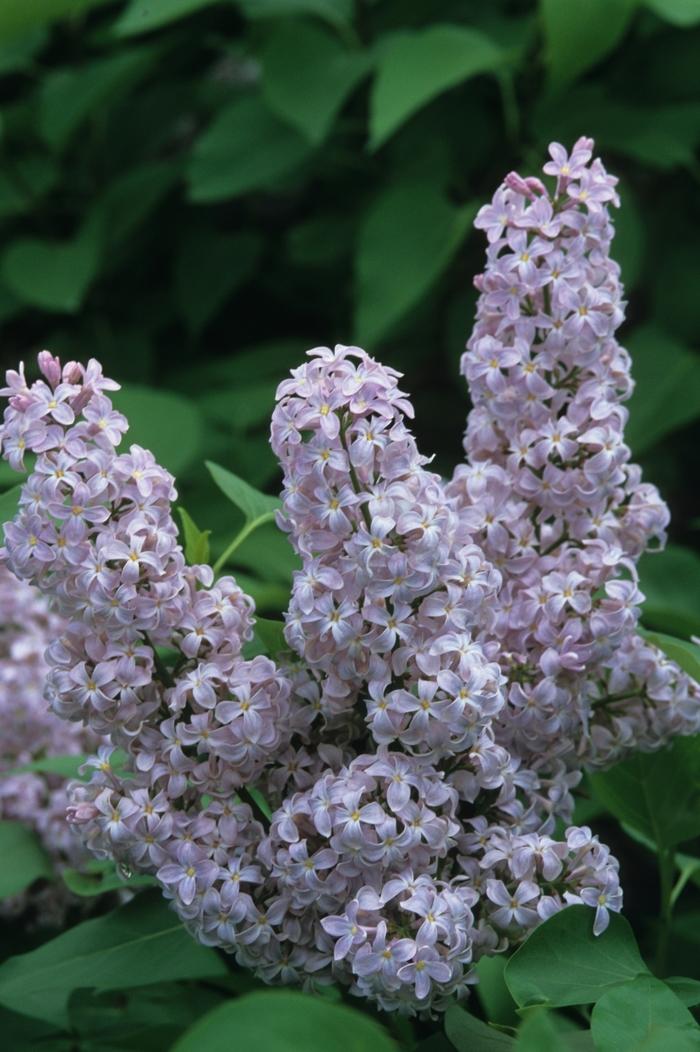 Syringa Vulgaris President Grevy - View 5 from www redcrocus com