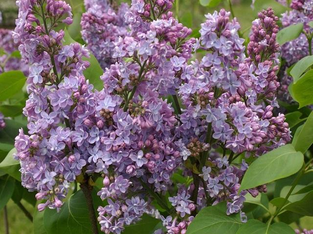 Syringa Vulgaris President Grevy - View 6 from www redcrocus com