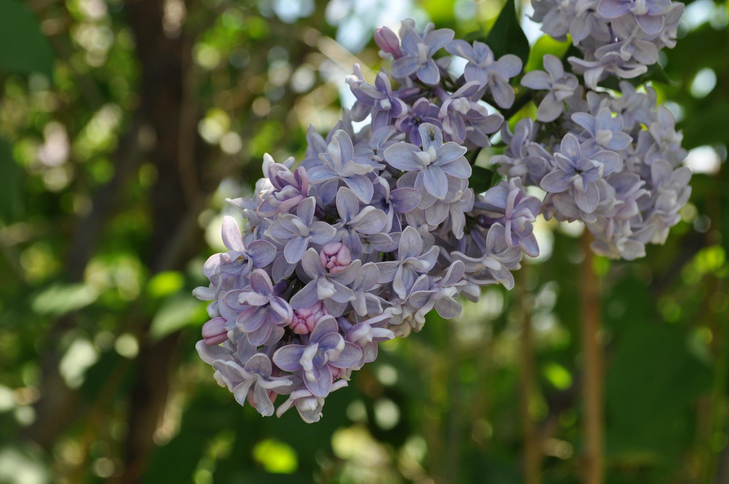 Syringa Vulgaris President Grevy - View 7 from www redcrocus com