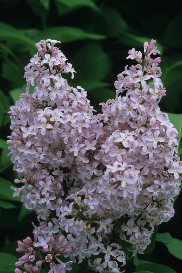 Syringa Vulgaris President Grevy - View 9 from www redcrocus com