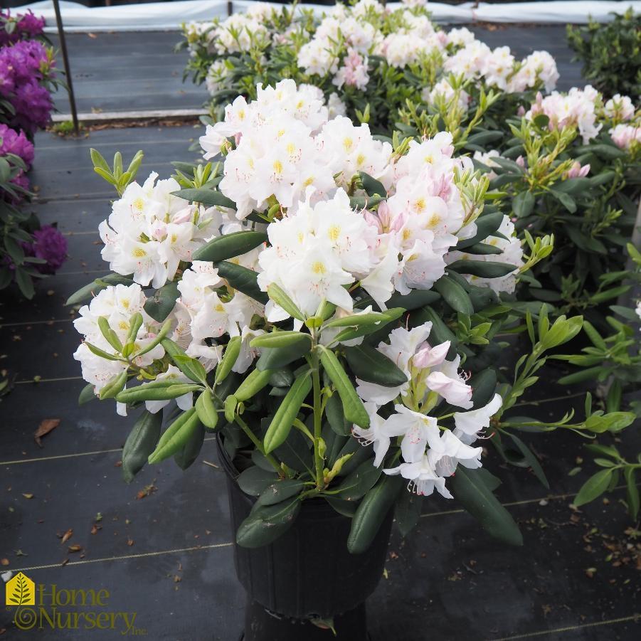 Rhododendron Album - View 12 from www redcrocus com