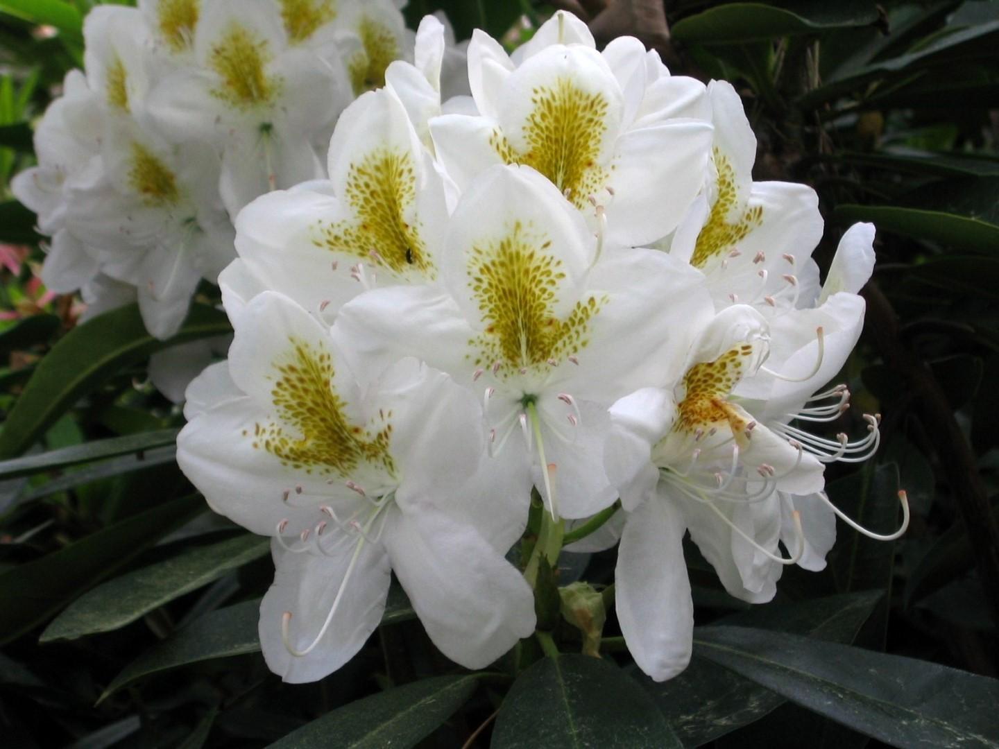 Rhododendron Album - View 17 from www redcrocus com