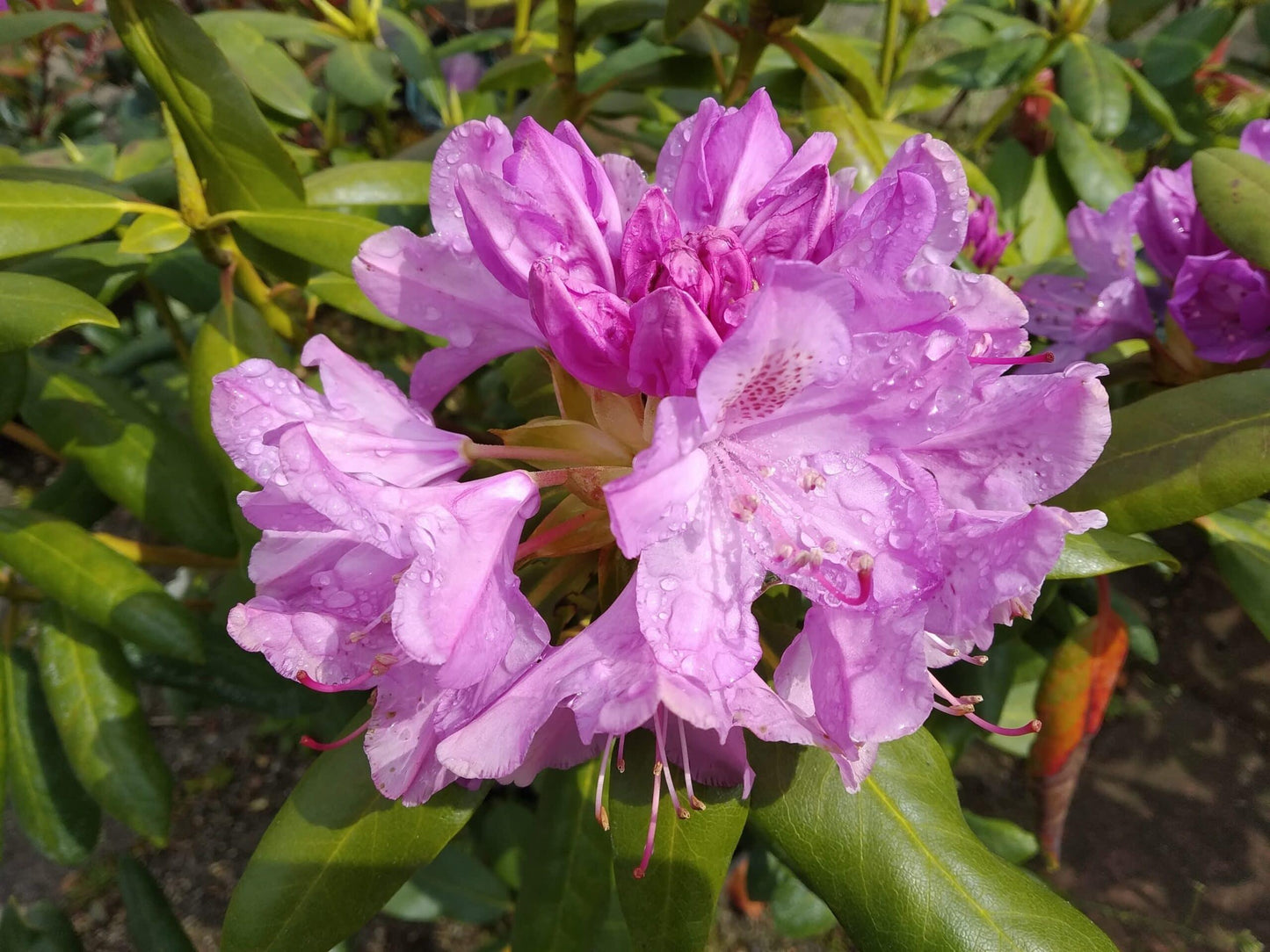Rhododendron Roseum Elegans - View 16 from www redcrocus com