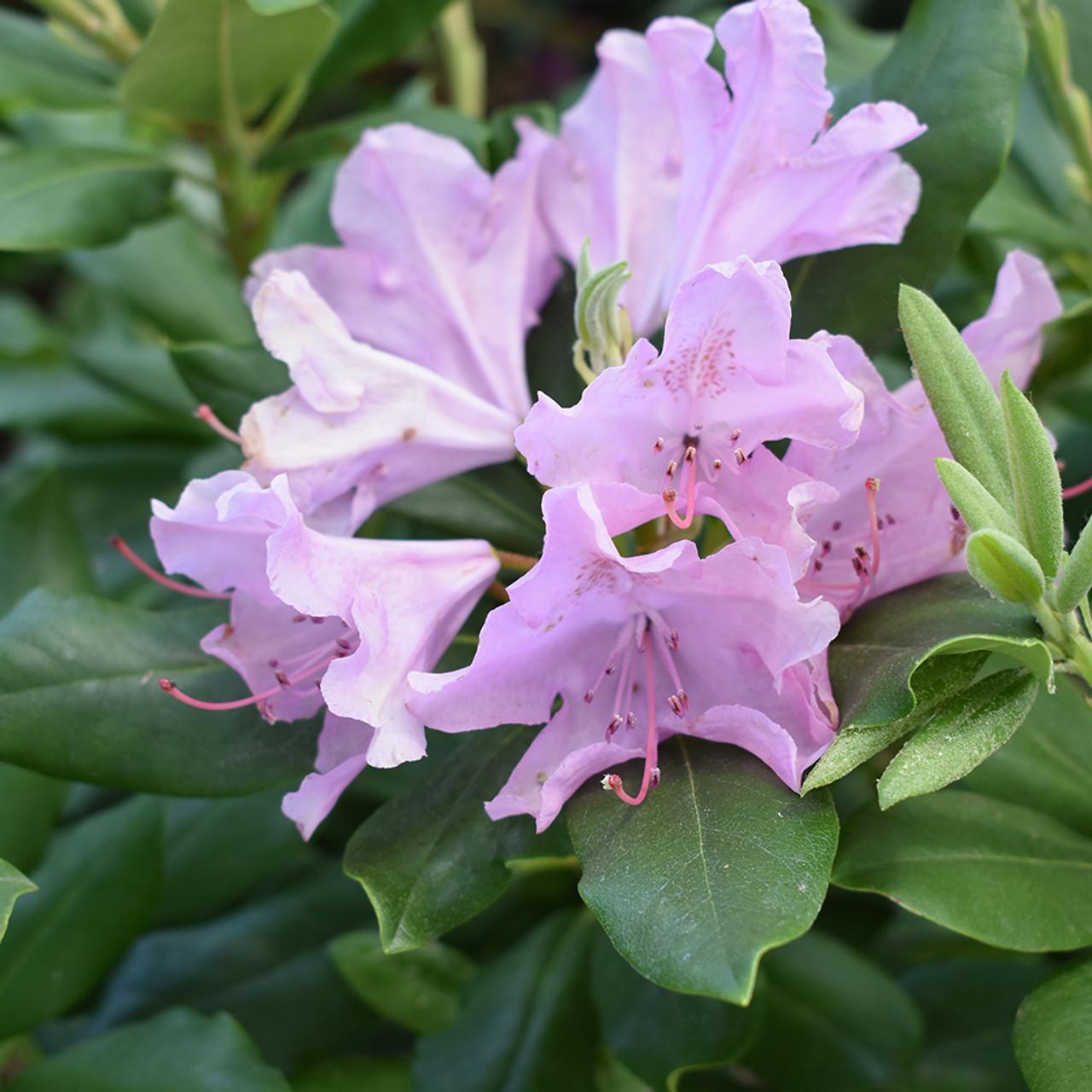 Rhododendron Roseum Elegans - View 20 from www redcrocus com