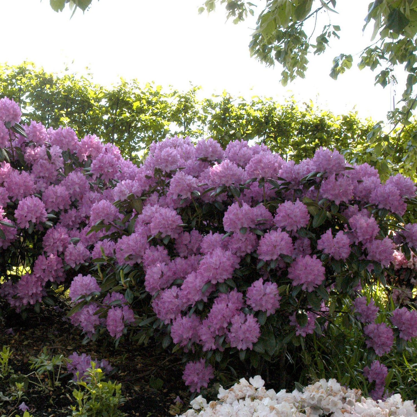 Rhododendron Roseum Elegans - View 21 from www redcrocus com