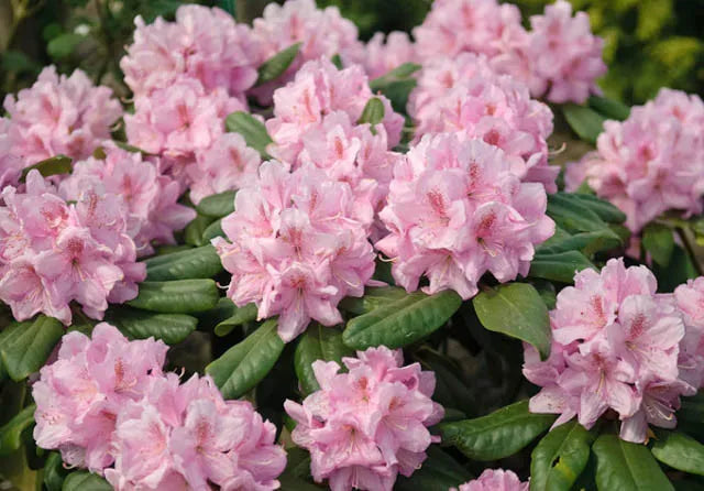 Rhododendron Scintillation - View 20 from www redcrocus com