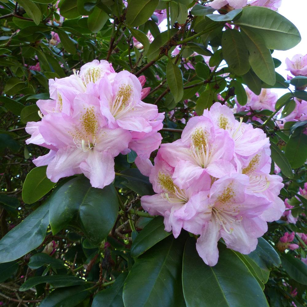 Rhododendron Scintillation - View 6 from www redcrocus com