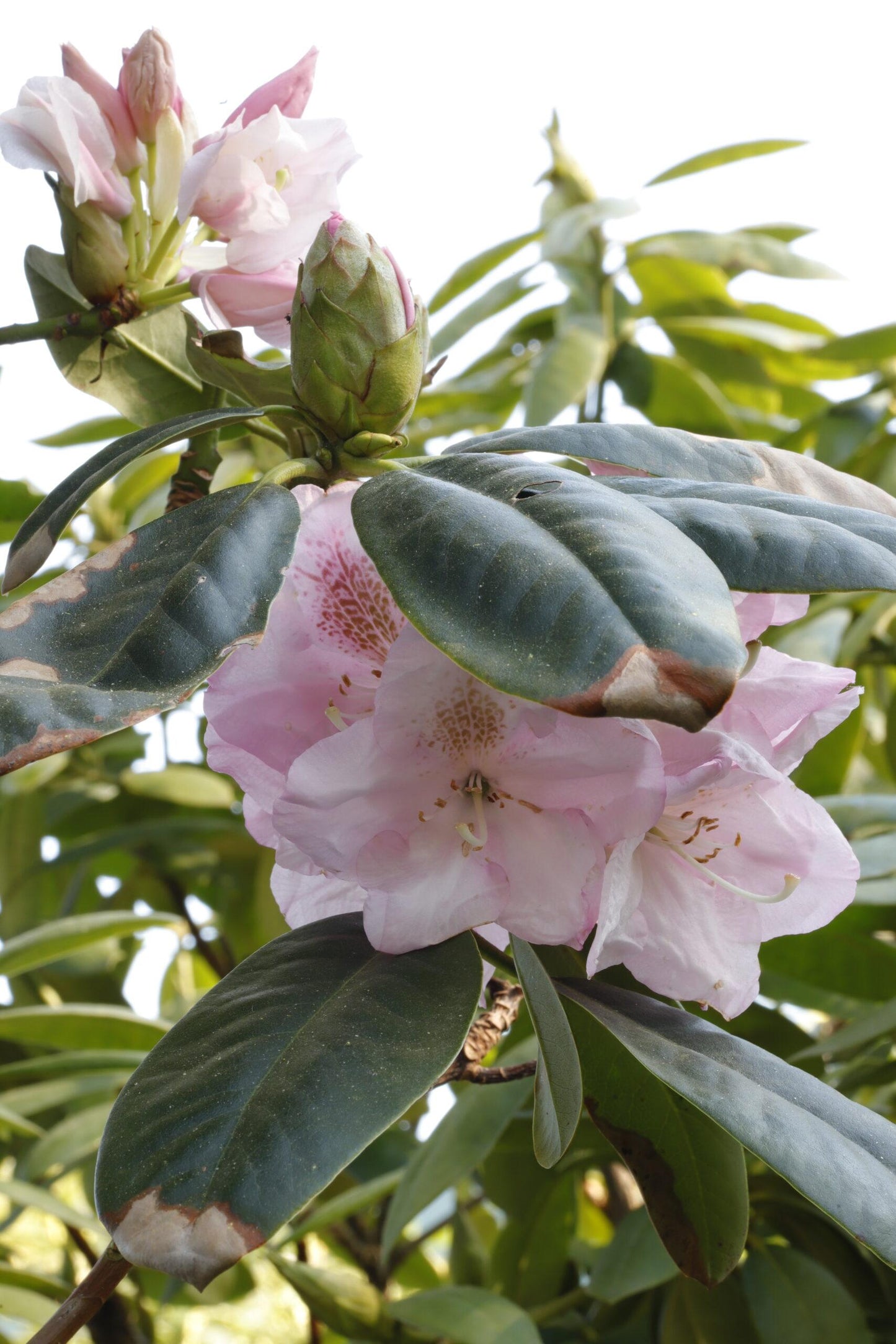 Rhododendron Scintillation - View 8 from www redcrocus com