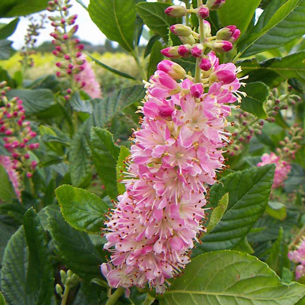 Clethra Alnifolia Ruby Spice - View 15 from www redcrocus com
