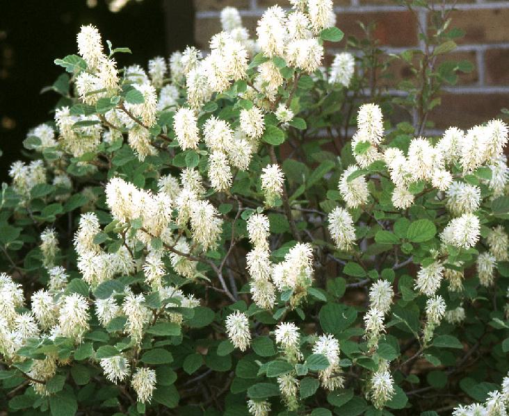 Fothergilla Gardenii - View 11 from www redcrocus com