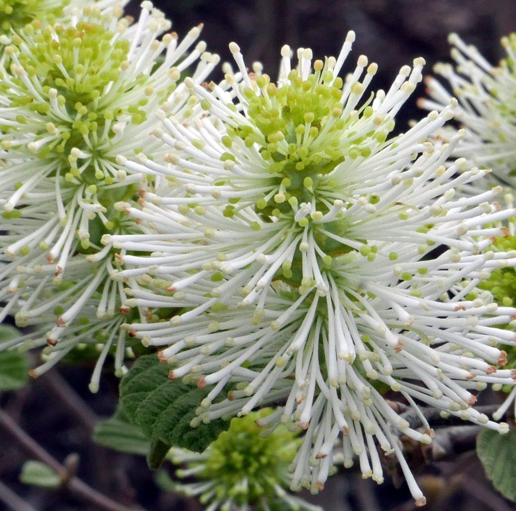 Fothergilla Gardenii - View 15 from www redcrocus com