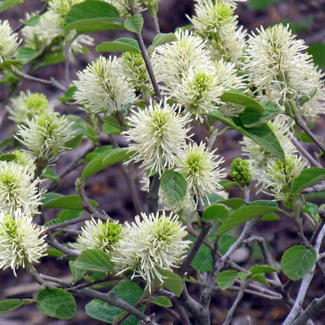 Fothergilla Gardenii - View 1 from www redcrocus com