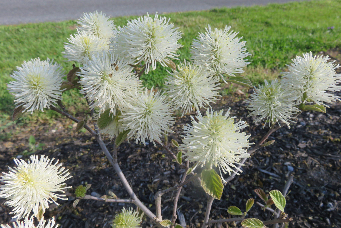 Fothergilla Gardenii - View 4 from www redcrocus com