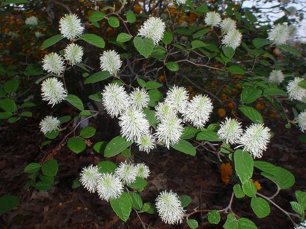 Fothergilla Gardenii - View 5 from www redcrocus com