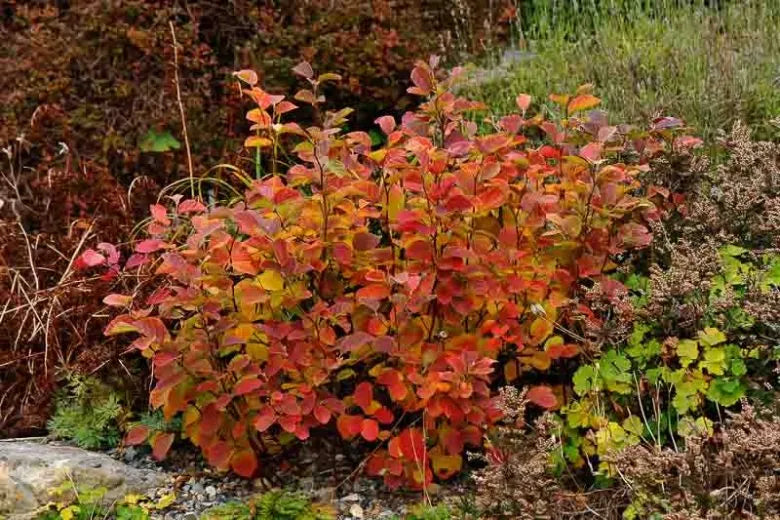 Fothergilla Gardenii - View 6 from www redcrocus com