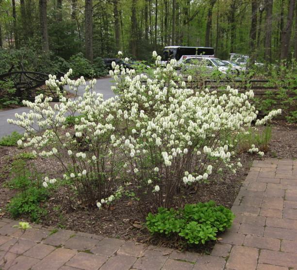 Fothergilla Gardenii - View 6 from www redcrocus com