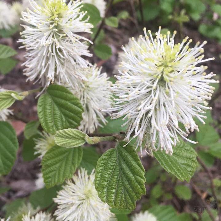 Fothergilla Gardenii - View 7 from www redcrocus com