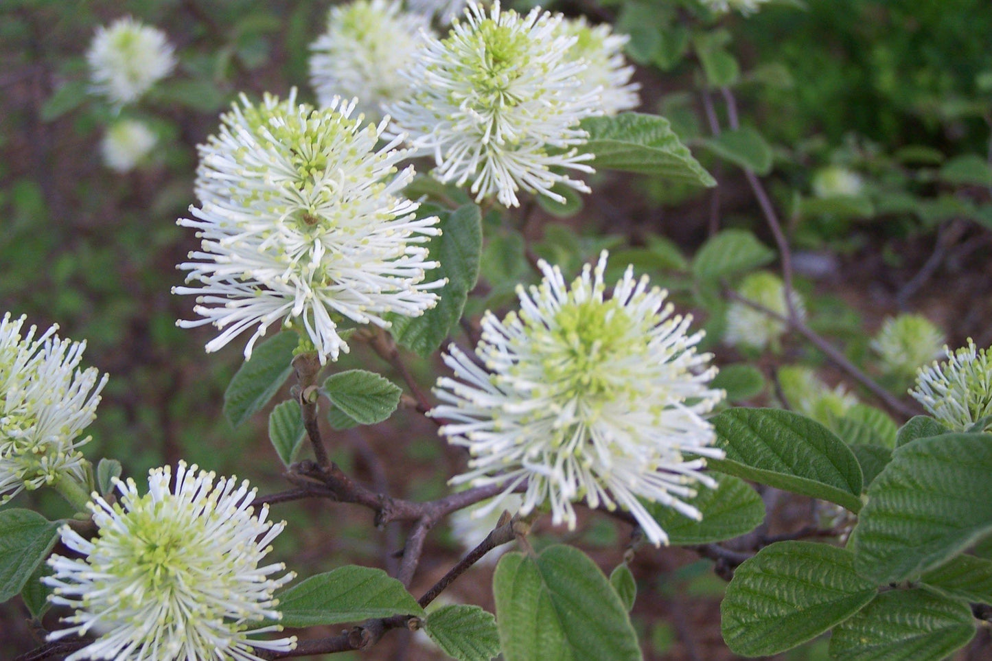Fothergilla Gardenii - View 8 from www redcrocus com