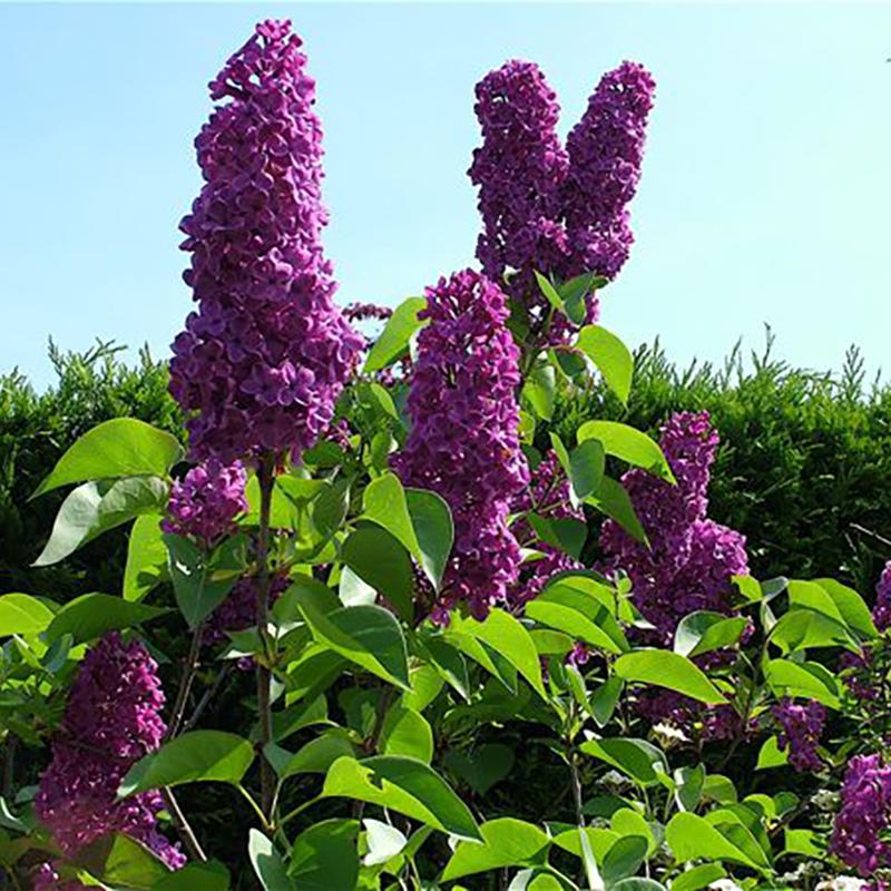 Syringa Vulgaris Charles Joly - View 12 from www redcrocus com