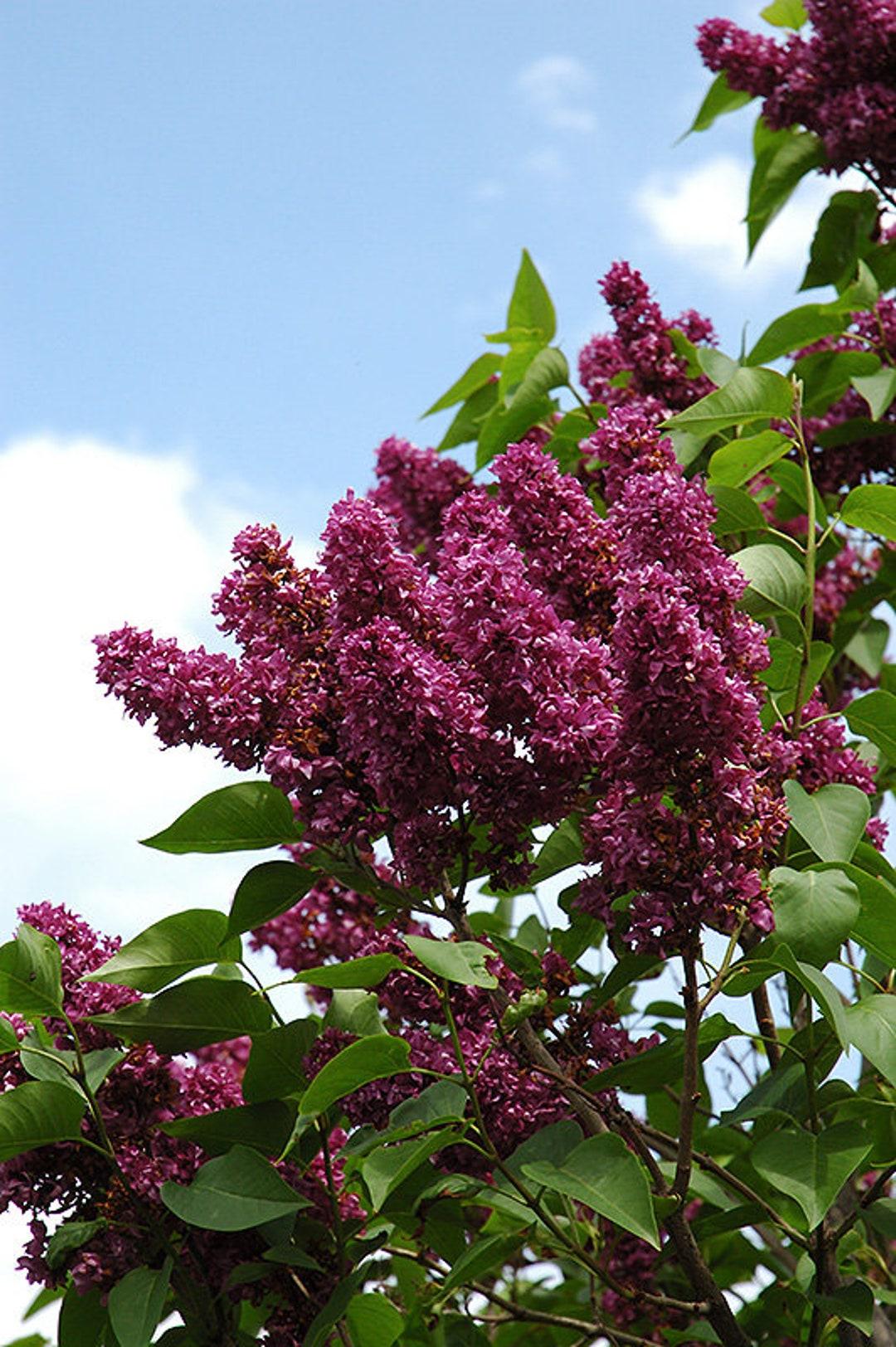 Syringa Vulgaris Charles Joly - View 13 from www redcrocus com