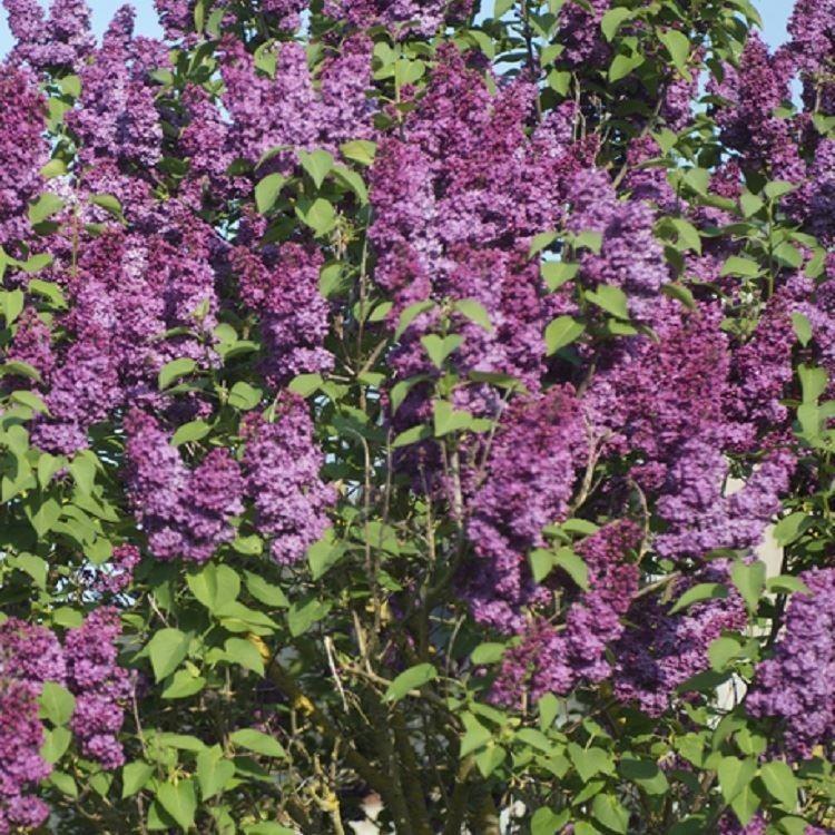 Syringa Vulgaris Charles Joly - View 16 from www redcrocus com