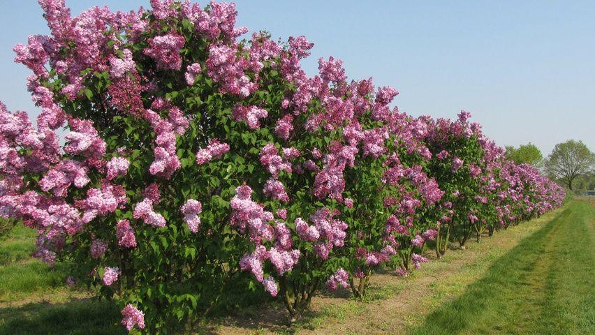 Syringa Vulgaris Charles Joly - View 17 from www redcrocus com