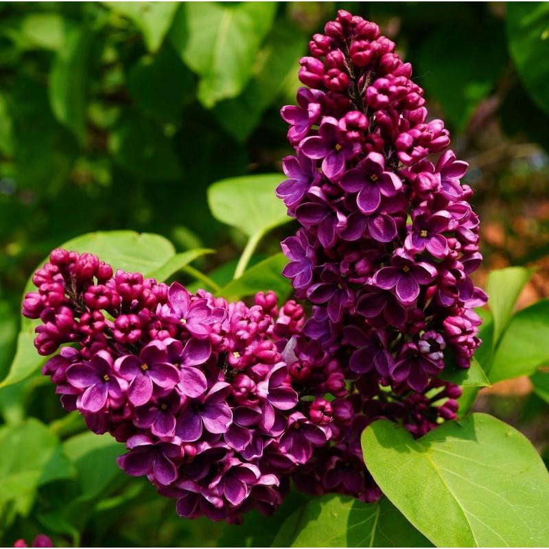 Syringa Vulgaris Charles Joly - View 1 from www redcrocus com