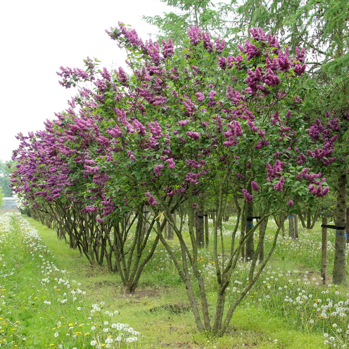Syringa Vulgaris Charles Joly - View 20 from www redcrocus com