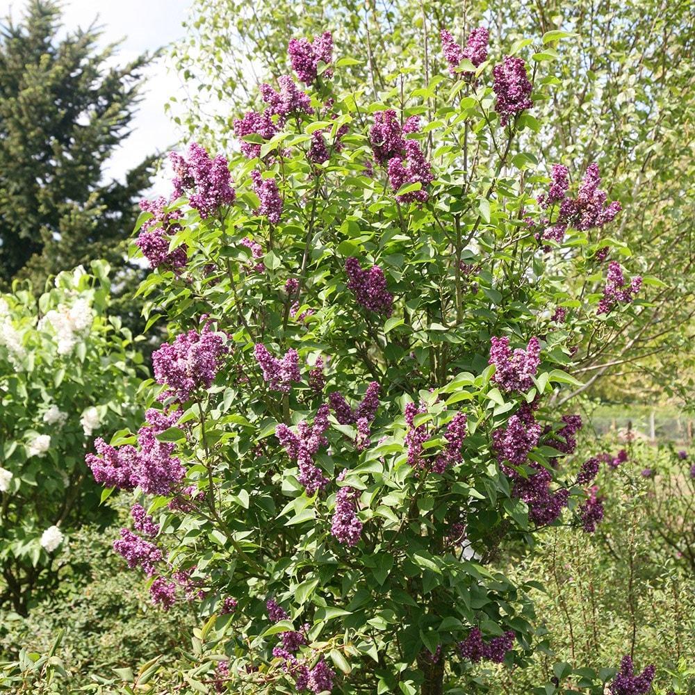 Syringa Vulgaris Charles Joly - View 3 from www redcrocus com