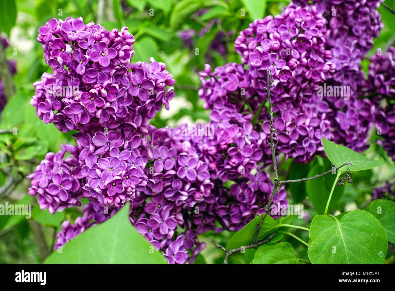 Syringa Vulgaris Charles Joly - View 4 from www redcrocus com