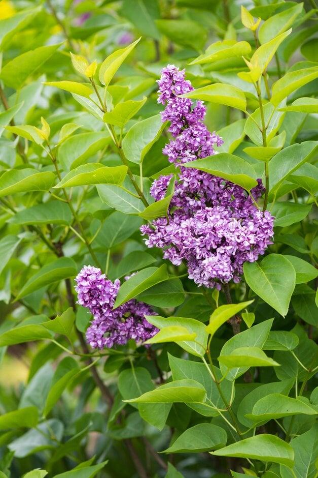 Syringa Vulgaris Charles Joly - View 6 from www redcrocus com