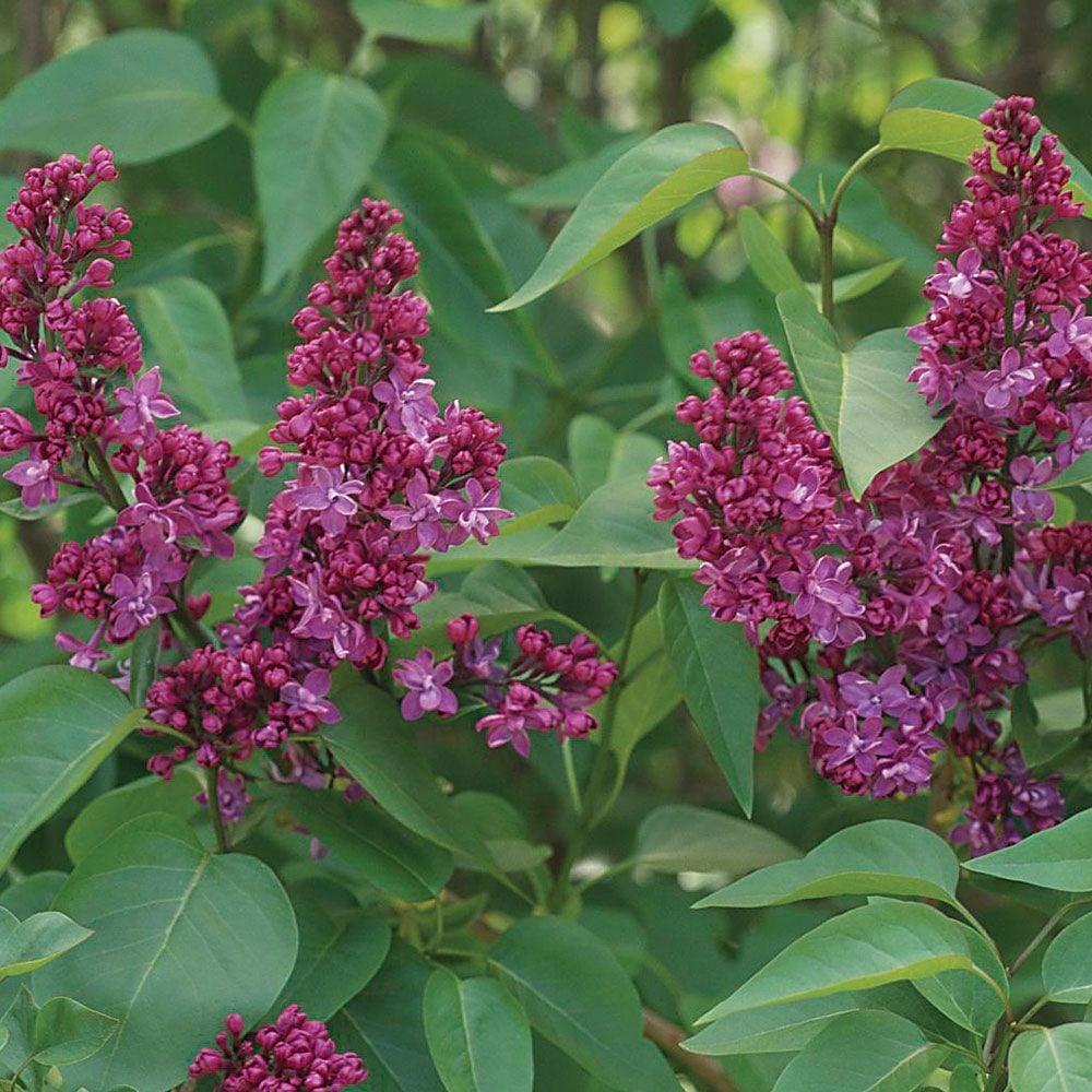 Syringa Vulgaris Charles Joly - View 7 from www redcrocus com