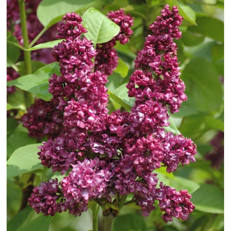 Syringa Vulgaris Charles Joly - View 8 from www redcrocus com