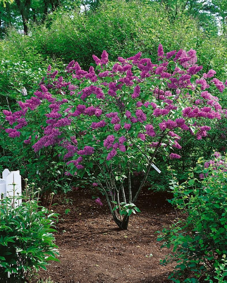 Syringa Vulgaris Charles Joly - View 9 from www redcrocus com