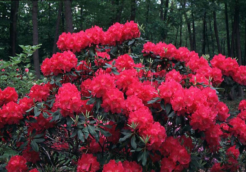 Rhododendron Nova Zembla - View 12 from www redcrocus com