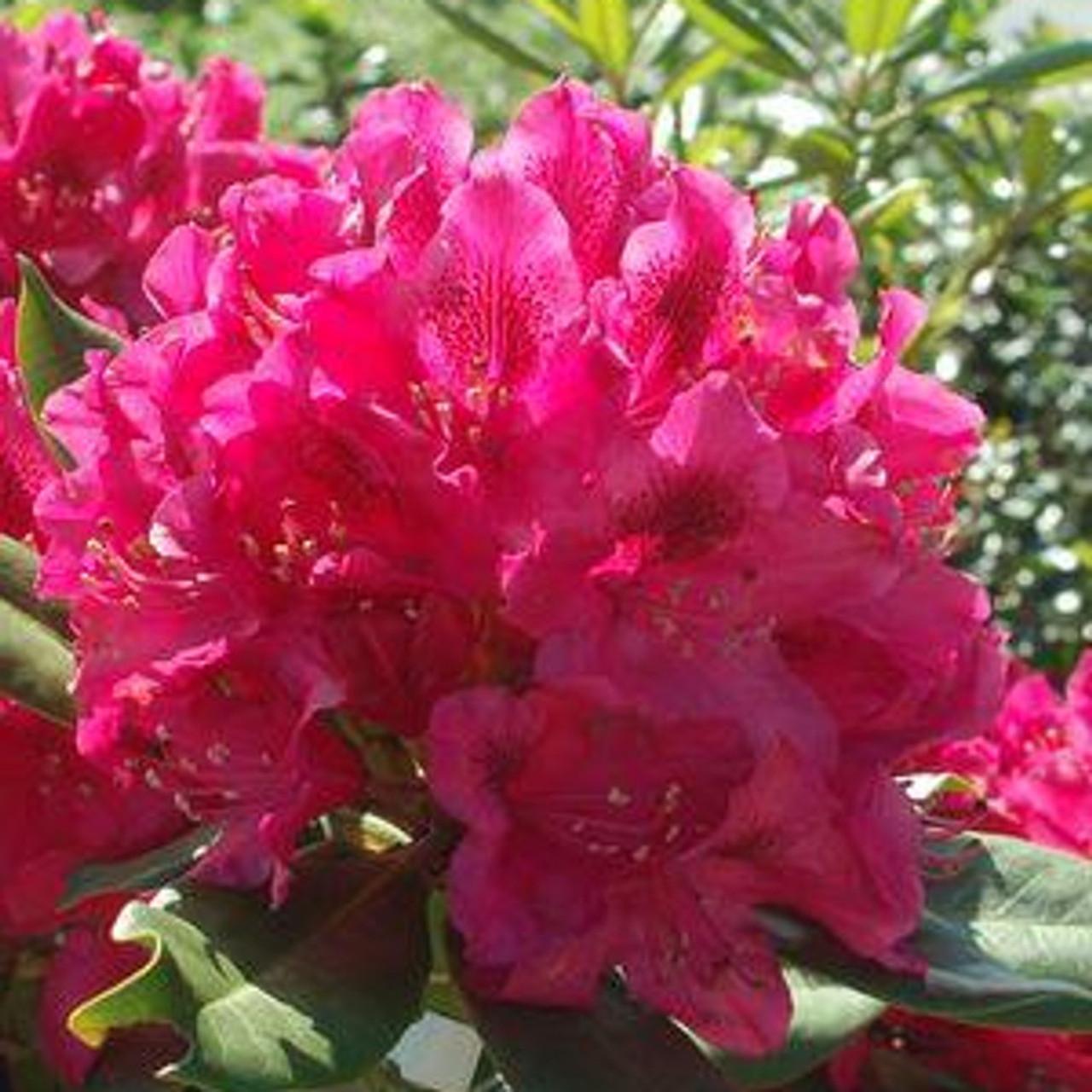 Rhododendron Nova Zembla - View 13 from www redcrocus com