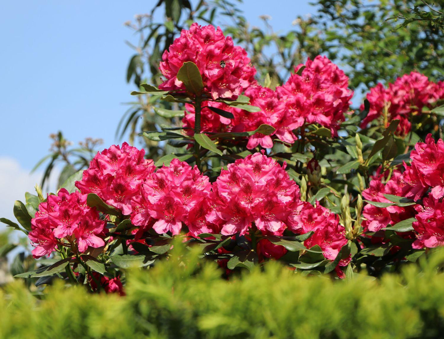 Rhododendron Nova Zembla - View 14 from www redcrocus com