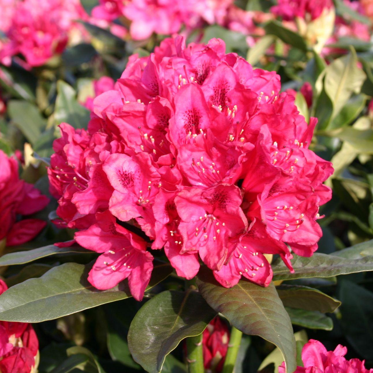 Rhododendron Nova Zembla - View 16 from www redcrocus com