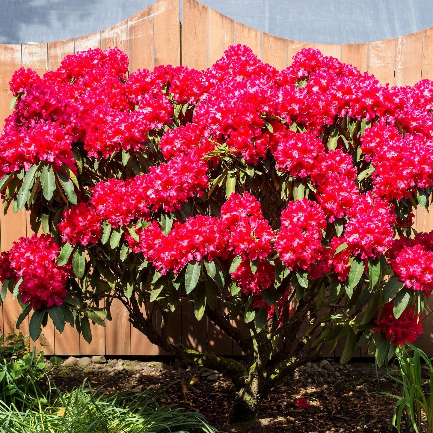 Rhododendron Nova Zembla - View 17 from www redcrocus com