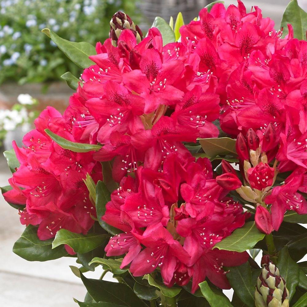 Rhododendron Nova Zembla - View 18 from www redcrocus com