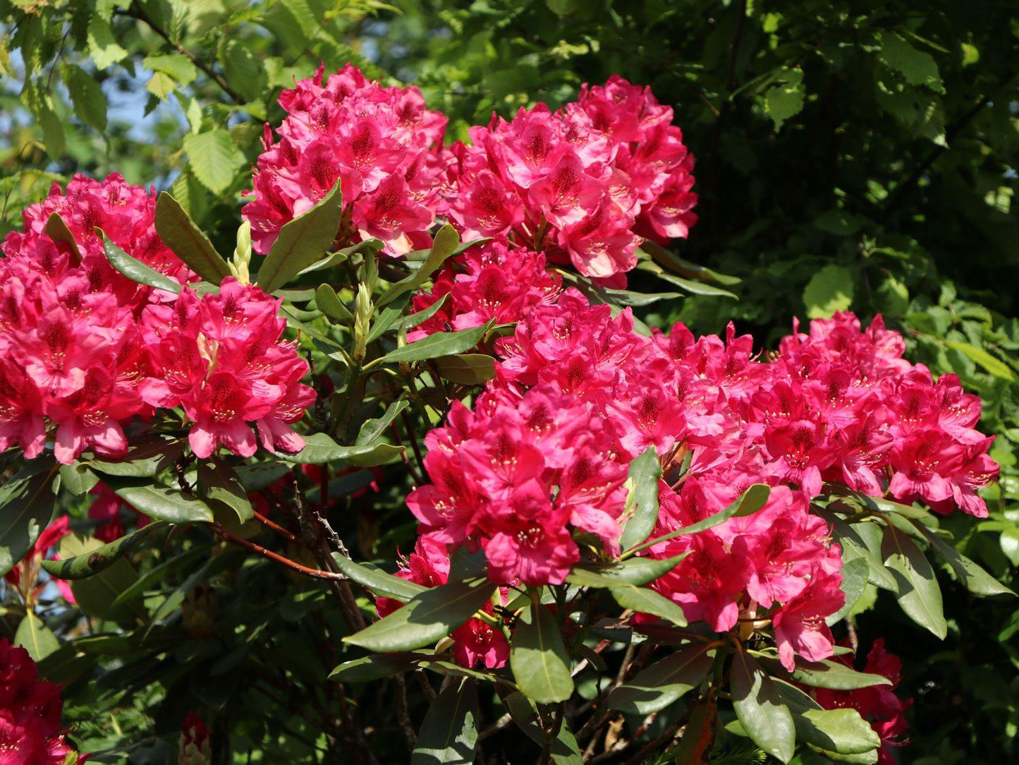 Rhododendron Nova Zembla - View 1 from www redcrocus com