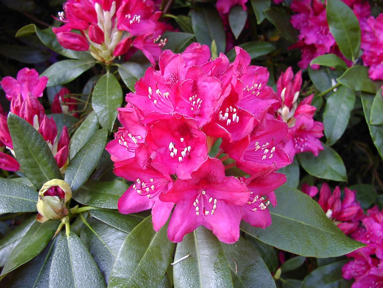 Rhododendron Nova Zembla - View 20 from www redcrocus com