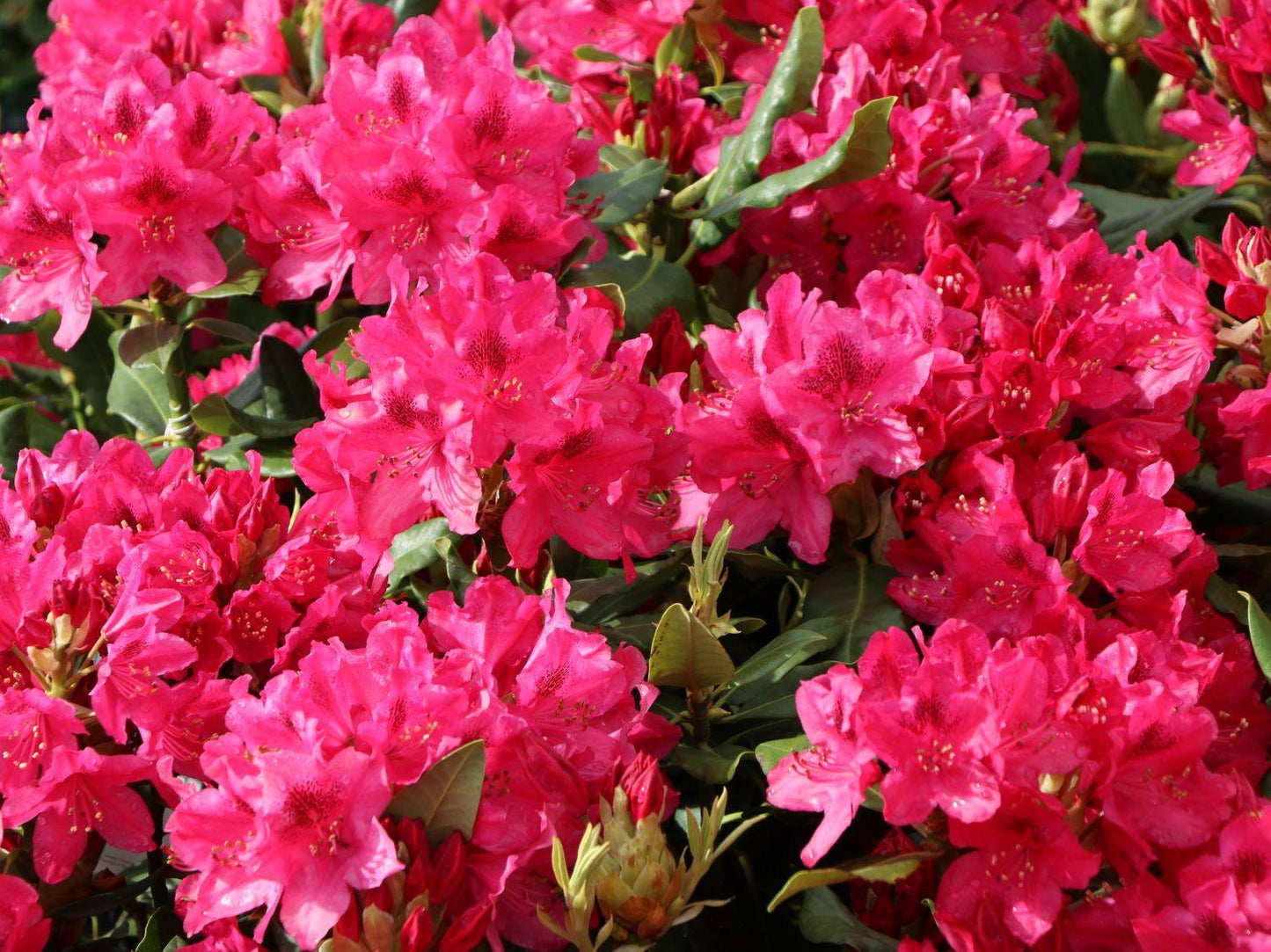 Rhododendron Nova Zembla - View 2 from www redcrocus com