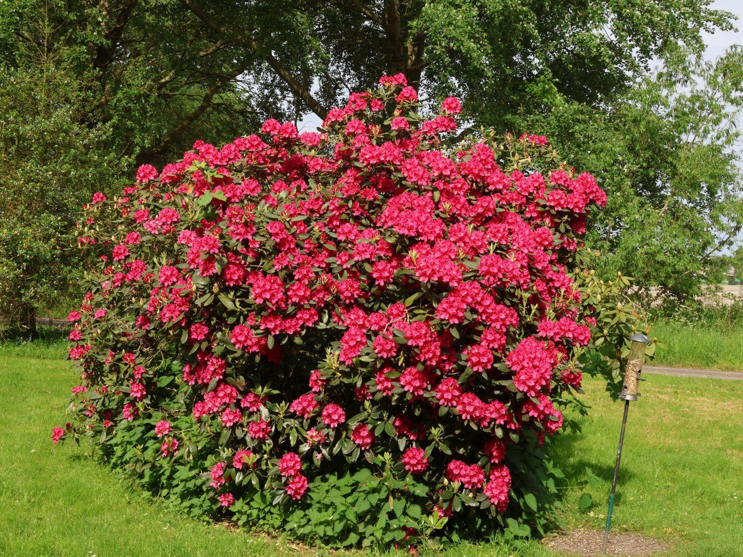 Rhododendron Nova Zembla - View 3 from www redcrocus com