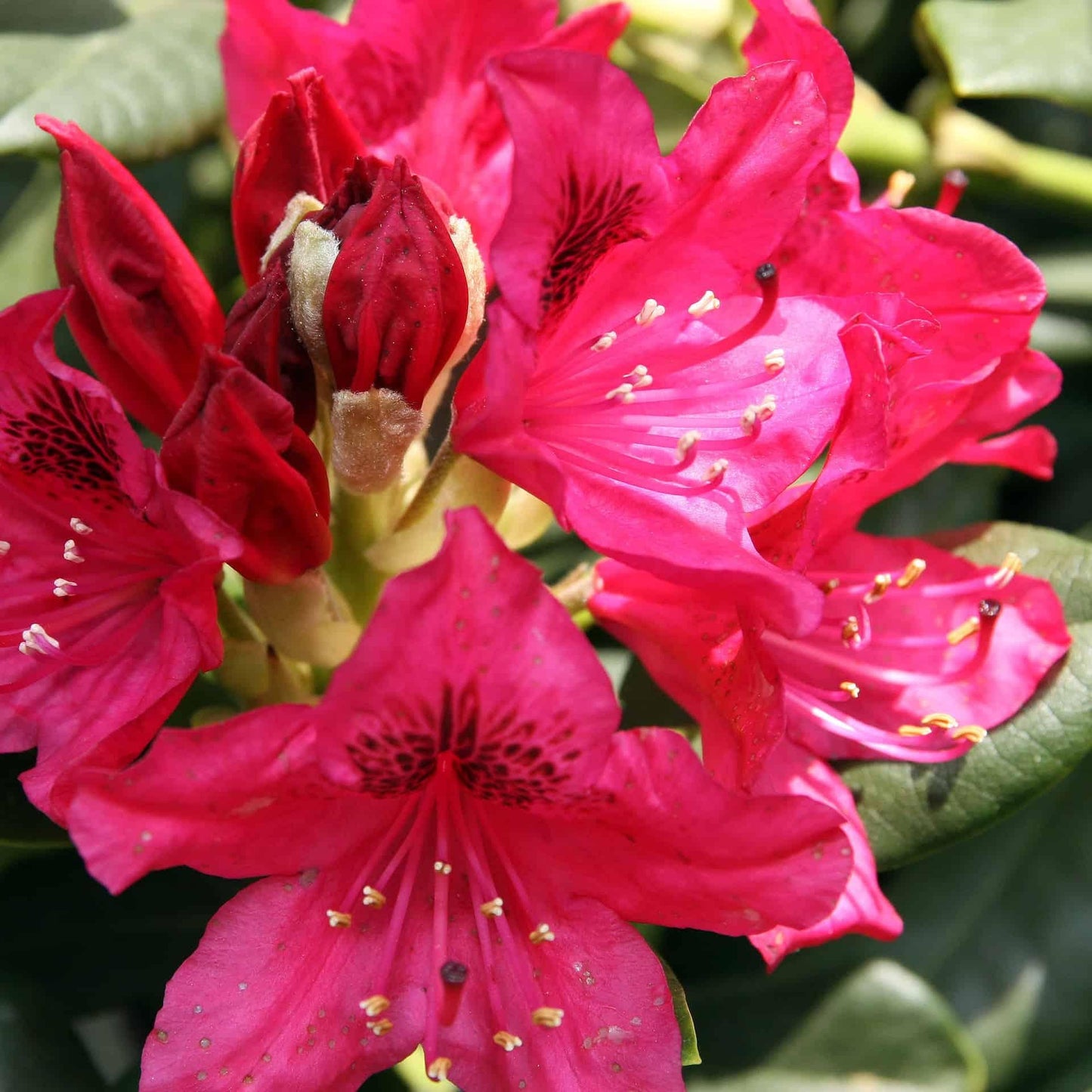 Rhododendron Nova Zembla - View 4 from www redcrocus com