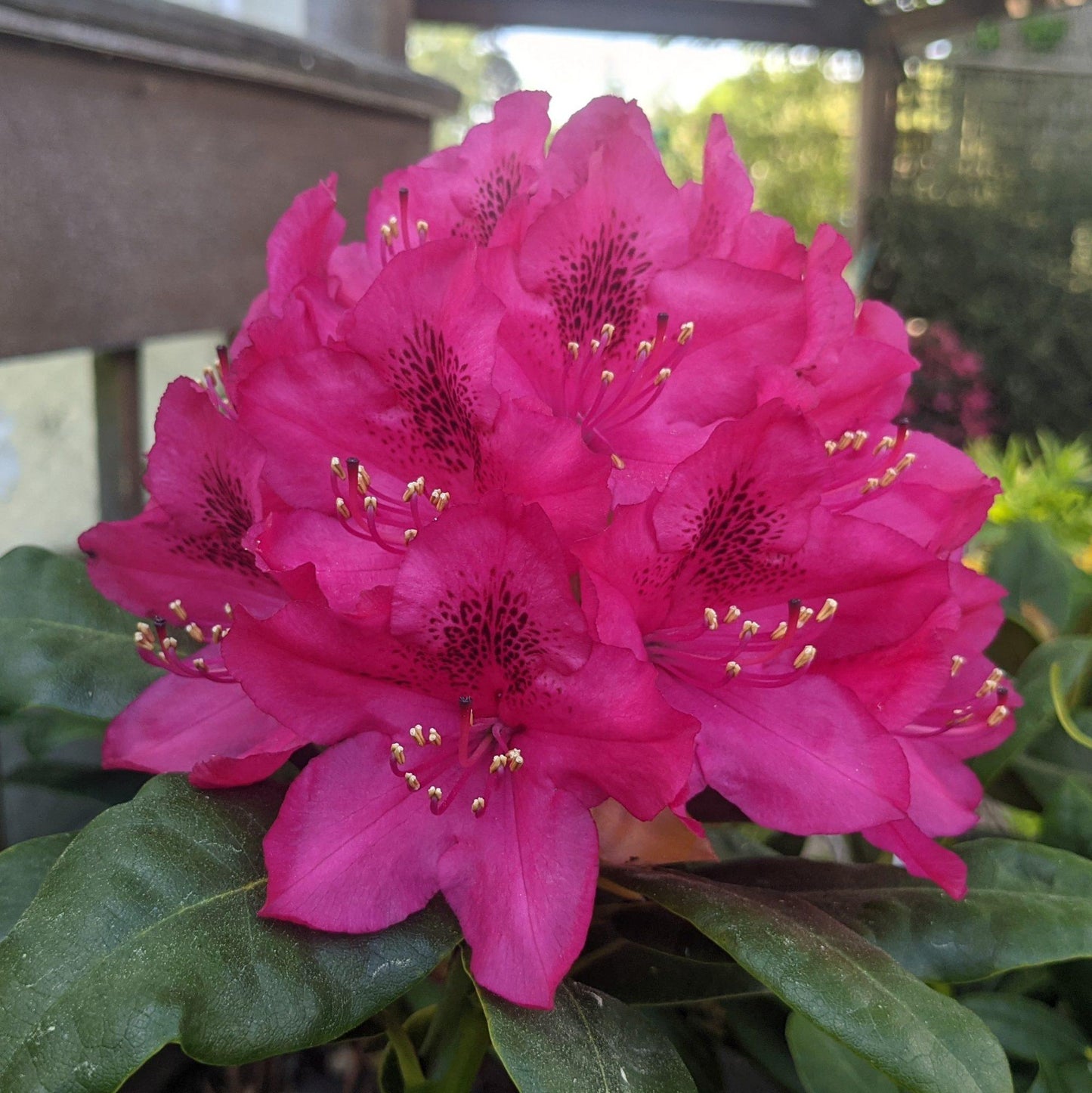 Rhododendron Nova Zembla - View 7 from www redcrocus com