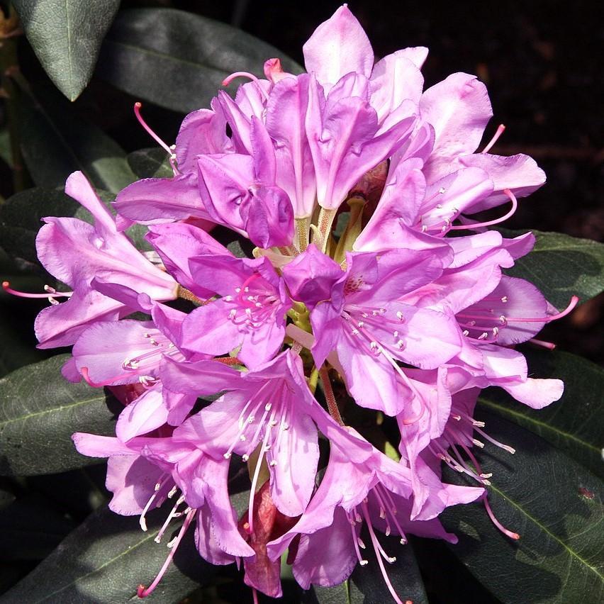Rhododendron English Roseum - View 11 from www redcrocus com