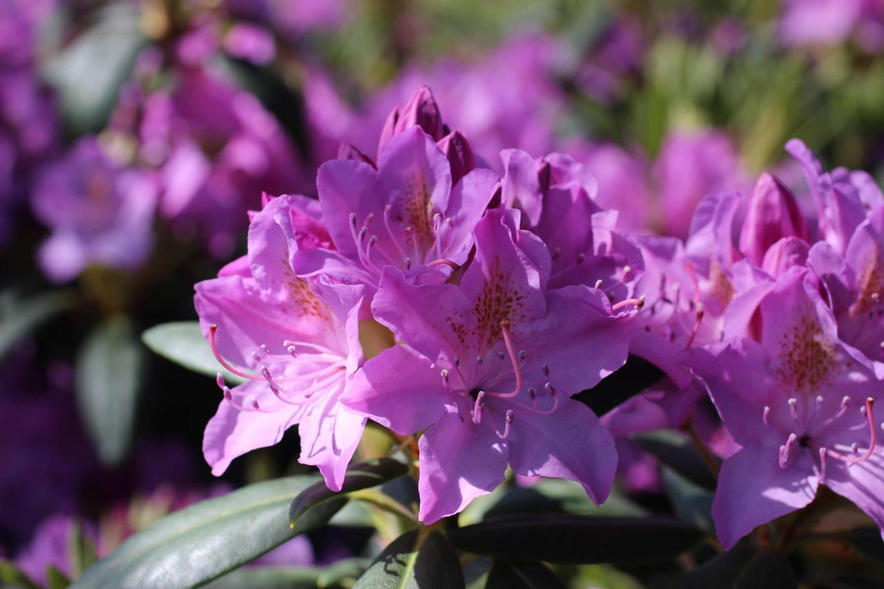 Rhododendron English Roseum - View 13 from www redcrocus com