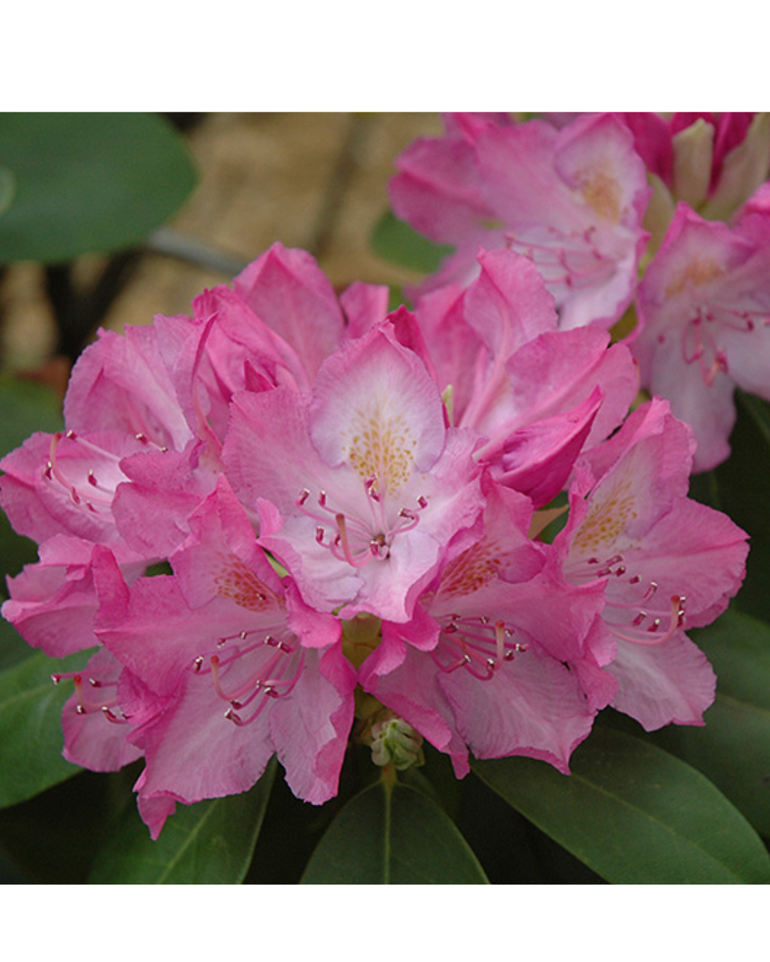 Rhododendron English Roseum - View 16 from www redcrocus com