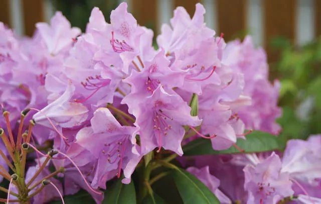Rhododendron English Roseum - View 18 from www redcrocus com
